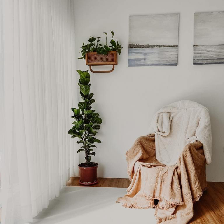 九種最美麗的室內聖誕植物及其照顧方法